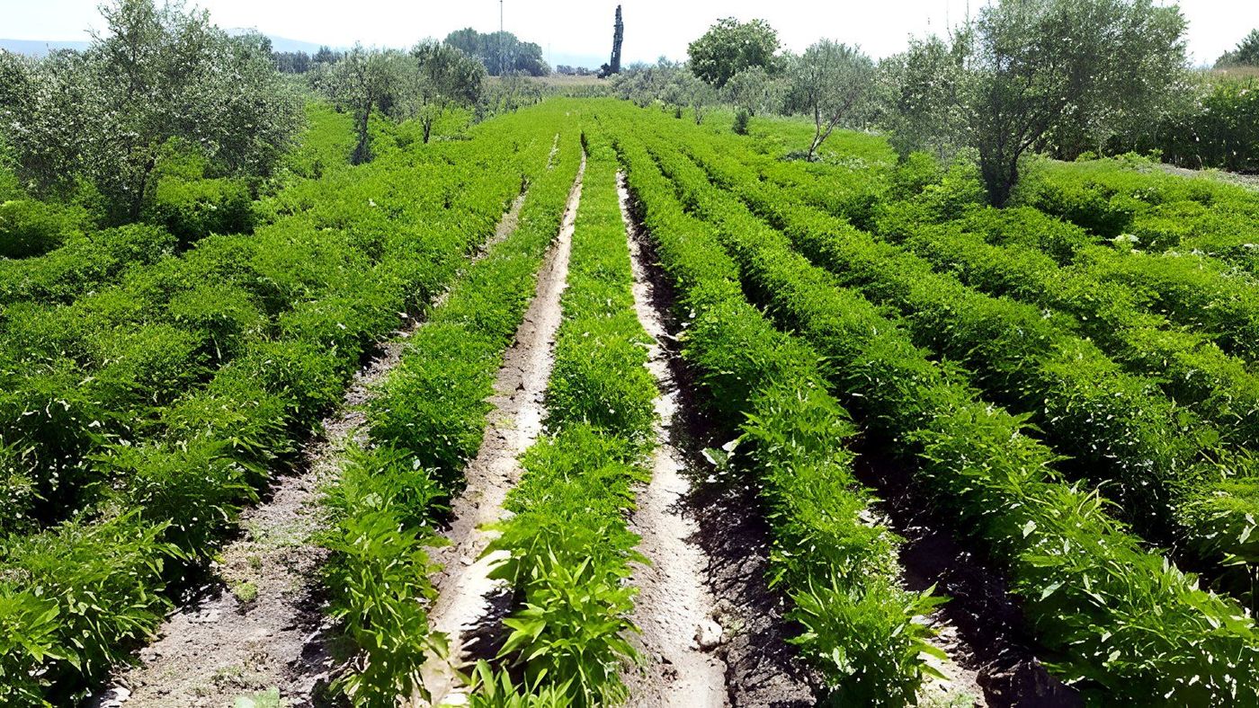 A pepper field in the Aegean